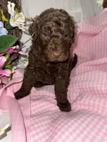 Paris, a female Labradoodle for sale in Springhill, LA – Photo 4 of 8