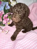 Paris, a female Labradoodle for sale in Springhill, LA – Photo 5 of 8