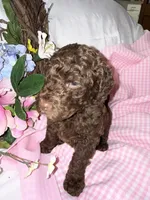 Paris, a female Labradoodle for sale in Springhill, LA – Photo 1 of 8