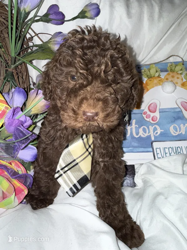 Mr. Paris – Labradoodle puppy for sale in Springhill, LA