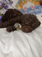 Mr. Paris, a male Labradoodle for sale in Springhill, LA – Photo 2 of 2