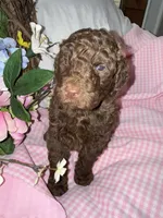 Paris, a female Labradoodle for sale in Springhill, LA – Photo 6 of 8