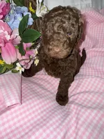 Paris, a female Labradoodle for sale in Springhill, LA – Photo 7 of 8