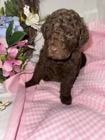Paris, a female Labradoodle for sale in Springhill, LA – Photo 3 of 8