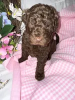 Paris, a female Labradoodle for sale in Springhill, LA – Photo 2 of 8