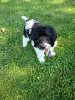 Diesel , a male Labradoodle for sale in Springhill, LA – 2 of 8