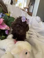 Jolly, a female Labradoodle for sale in Springhill, LA – Photo 4 of 5