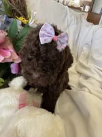 Jolly, a female Labradoodle for sale in Springhill, LA – Photo 2 of 5