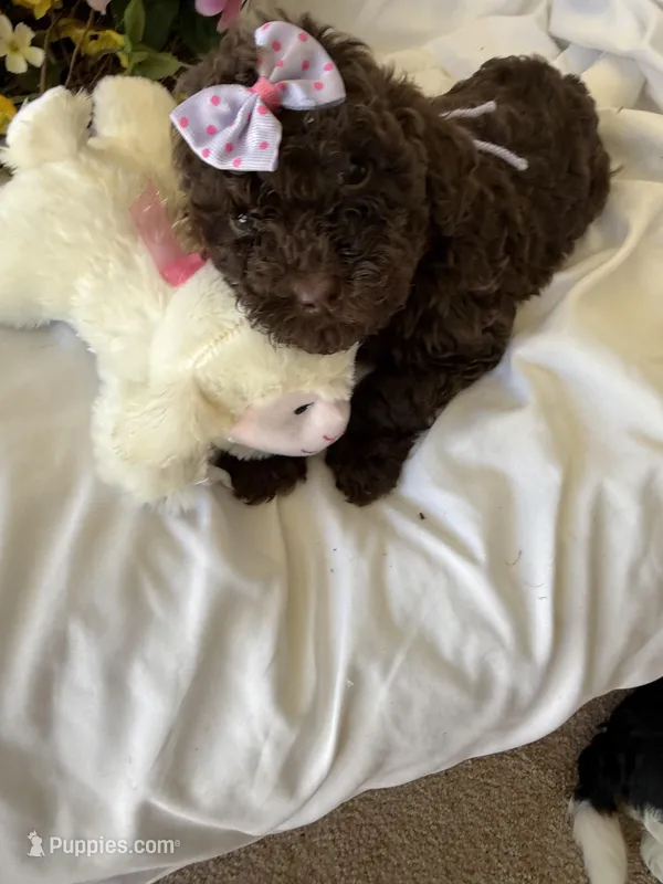 Jolly – Labradoodle puppy for sale in Springhill, LA