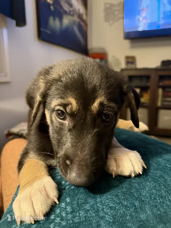 ocean – German Shepherd Dog puppy for sale in Phoenix, AZ