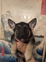 Olive, a female German Shepherd Dog for sale in Phoenix, AZ – 1 of 1