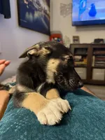 ocean, a female German Shepherd Dog for sale in Phoenix, AZ – 2 of 2
