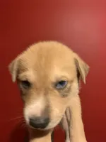 Max, a male American Pit Bull Terrier and Alaskan Husky for sale in Accokeek, MD – 2 of 2