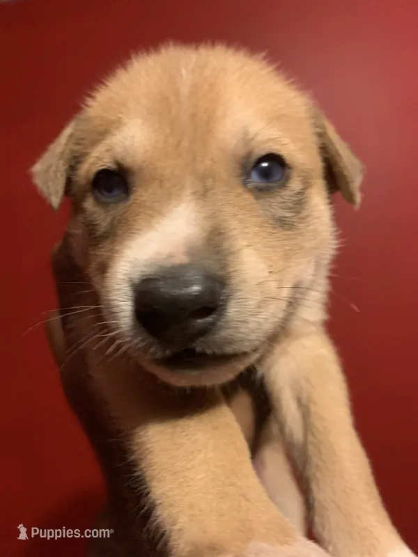 Max – American Pit Bull Terrier, Alaskan Husky puppy for sale in Accokeek, MD