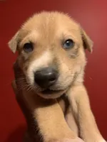 Max, a male American Pit Bull Terrier and Alaskan Husky for sale in Accokeek, MD – 1 of 2