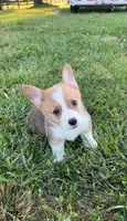 Rolo, a male Pembroke Welsh Corgi for sale in Lebanon, MO – 2 of 6