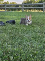 Rolo, a male Pembroke Welsh Corgi for sale in Lebanon, MO – 4 of 6