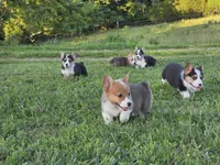 Lucy, a female Pembroke Welsh Corgi for sale in Lebanon, MO – 4 of 7