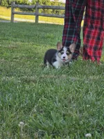 Brutus, a male Pembroke Welsh Corgi for sale in Lebanon, MO – 3 of 6