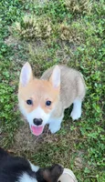Phoebe, a female Pembroke Welsh Corgi for sale in Lebanon, MO – 4 of 6