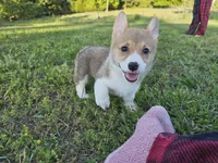 Phoebe, a female Pembroke Welsh Corgi for sale in Lebanon, MO – 5 of 6