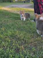 Phoebe, a female Pembroke Welsh Corgi for sale in Lebanon, MO – 6 of 6