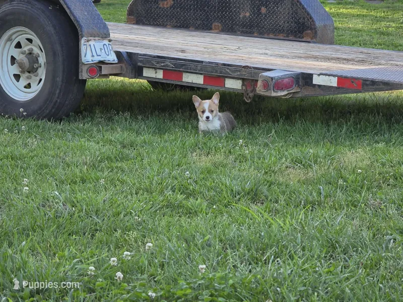 Rolo – Pembroke Welsh Corgi puppy for sale in Lebanon, MO