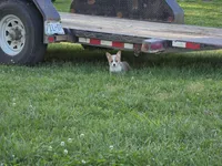 Rolo, a male Pembroke Welsh Corgi for sale in Lebanon, MO – 1 of 6