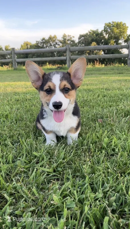 Ace – Pembroke Welsh Corgi puppy for sale in Lebanon, MO