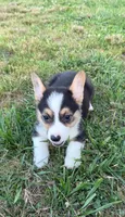 Ace, a male Pembroke Welsh Corgi for sale in Lebanon, MO – 6 of 8