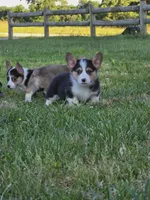Brutus, a male Pembroke Welsh Corgi for sale in Lebanon, MO – 5 of 6