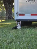 Holly, a female Pembroke Welsh Corgi for sale in Lebanon, MO – 6 of 6