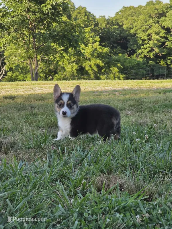 Ace – Pembroke Welsh Corgi puppy for sale in Lebanon, MO