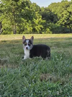 Ace, a male Pembroke Welsh Corgi for sale in Lebanon, MO – 1 of 8