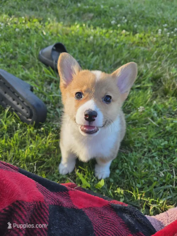 Lucy – Pembroke Welsh Corgi puppy for sale in Lebanon, MO