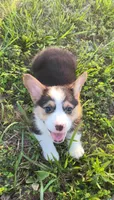 Brutus, a male Pembroke Welsh Corgi for sale in Lebanon, MO – 4 of 6