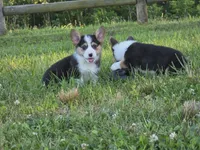 Brutus, a male Pembroke Welsh Corgi for sale in Lebanon, MO – 2 of 6