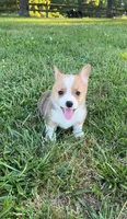 Rolo, a male Pembroke Welsh Corgi for sale in Lebanon, MO – 3 of 6