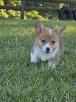 Lucy, a female Pembroke Welsh Corgi for sale in Lebanon, MO – 5 of 7