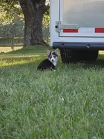 Holly, a female Pembroke Welsh Corgi for sale in Lebanon, MO – 5 of 6