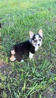 Ace, a male Pembroke Welsh Corgi for sale in Lebanon, MO – 5 of 8