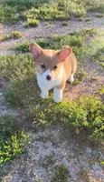 Lucy, a female Pembroke Welsh Corgi for sale in Lebanon, MO – 6 of 7