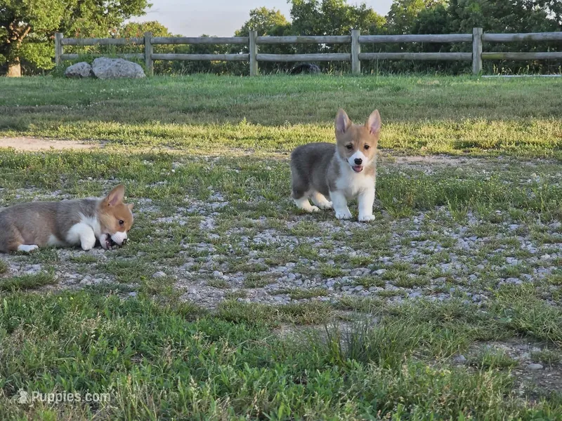 Phoebe – Pembroke Welsh Corgi puppy for sale in Lebanon, MO