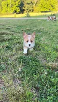 Rolo, a male Pembroke Welsh Corgi for sale in Lebanon, MO – 6 of 6
