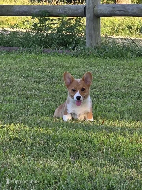 Lucy – Pembroke Welsh Corgi puppy for sale in Lebanon, MO