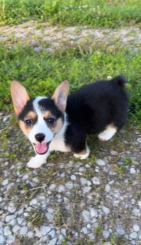 Holly – Pembroke Welsh Corgi puppy for sale in Lebanon, MO