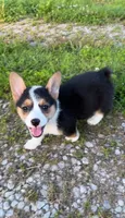 Holly, a female Pembroke Welsh Corgi for sale in Lebanon, MO – 1 of 6