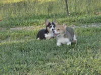 Holly, a female Pembroke Welsh Corgi for sale in Lebanon, MO – 3 of 6