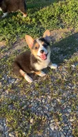 Holly, a female Pembroke Welsh Corgi for sale in Lebanon, MO – 4 of 6