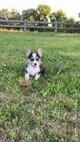 Ace, a male Pembroke Welsh Corgi for sale in Lebanon, MO – 3 of 8